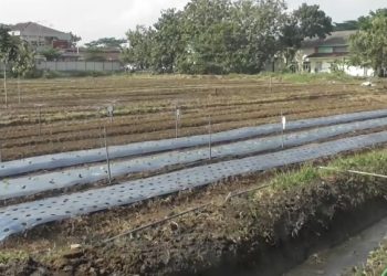 Pemkot Semarang Bersinergi dengan BRIN untuk Kembangkan Pertanian Modern