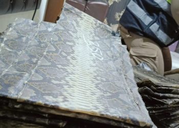 Penyelundupan Kulit Ular dan Biawak Digagalkan di Pelabuhan Bakauheni