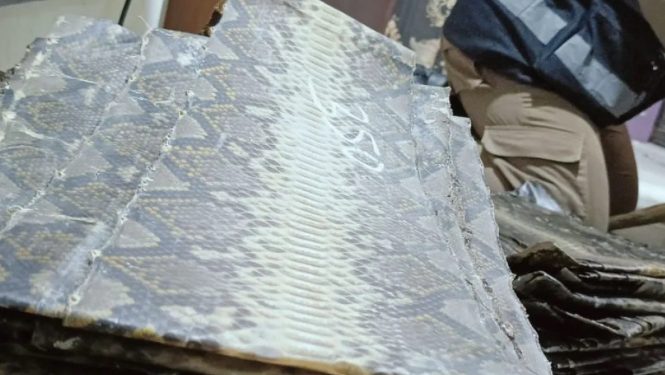 Penyelundupan Kulit Ular dan Biawak Digagalkan di Pelabuhan Bakauheni