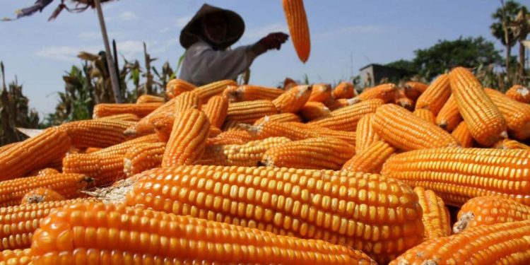 Lonjakan Harga Jagung: Petani Sambut Rp5500/Kg