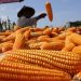 Lonjakan Harga Jagung: Petani Sambut Rp5500/Kg