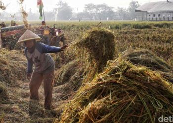 Sanksi Ketat Bagi Pembeli Gabah di Bawah Rp6.500/Kg