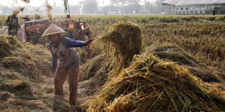 Sanksi Ketat Bagi Pembeli Gabah di Bawah Rp6.500/Kg