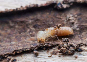 Kenali Tanda-Tanda Bangunan Diserang Rayap dan Solusi Tepat Mengatasinya