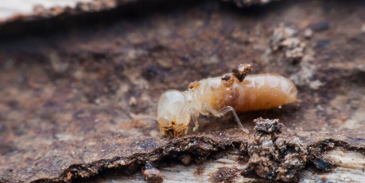 Kenali Tanda-Tanda Bangunan Diserang Rayap dan Solusi Tepat Mengatasinya