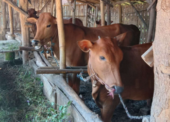 Solusi Cerdas dalam Dunia Investasi Peternakan di Era Modern